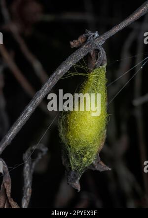 spinnensack hängt auf dem Spinnennetz Stockfoto