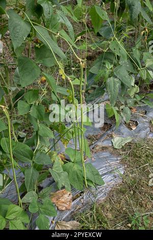 Grüner Spargelbohnen-Gemüseanbau Stockfoto