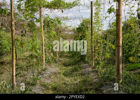 Grüner Spargelbohnen-Gemüseanbau Stockfoto