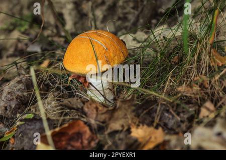 Kleine Rote-capped scaber Stiel bolete (Leccinum aurantiacum) im Wald, Laub und Gras um. Stockfoto