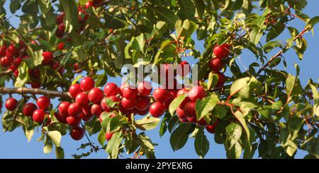 Red Mirabelle Zwetschgen/Pflaumen (Prunus domestica Syriaca) wachsen auf Ästen, von der Sonne beleuchtet. Stockfoto