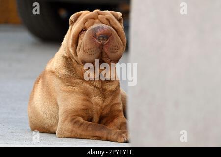 Brauner Shar-Pei-Hund sitzt und sieht in die Kamera Stockfoto