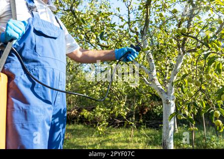 Pestizid-, Insektizid- oder Herbizid-Glyphosat-Sprühen. Nichtökologische/nichtbiologische Früchte. Stockfoto