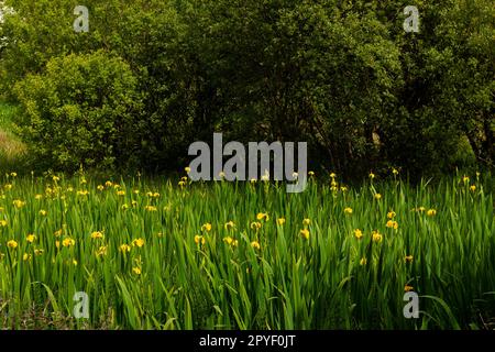 Gelbe Iris, die auf der Insel Whiddy auf dem Wild Atlantic Way in West Cork in Irland wächst Stockfoto