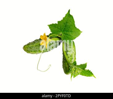 Gurkenpflanze. Gurke mit Blättern und Blumen isoliert auf weißem Hintergrund. Stockfoto