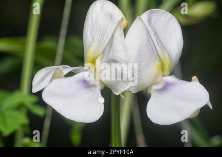 Spinnen- und Spinnensumpf auf dem Sacknest. Stockfoto