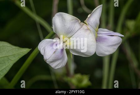 Spinnen- und Spinnensumpf auf dem Sacknest. Stockfoto