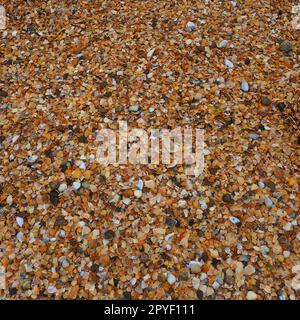 Schalen von Schnecken von Muscheln aus dem Asov- und Schwarzen Meer. Beige, braune, schwarze, weiße Muscheln am Ufer. Das Dorf Golubitskaya. Zerbrochene kleine Muscheln Stockfoto