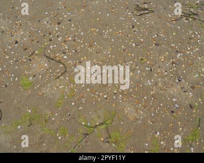 Hintergrund für Sand, Algen und Muscheln. Nasser grober Quarzsand. Strand nach starkem Regen. Naturbraunes Material nach einem Sturm. Lange grüne Algen werden vom Wasser aus dem Meer oder Ozean an die Küste geworfen. Stockfoto