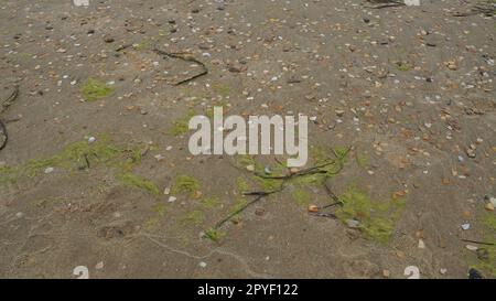 Hintergrund für Sand, Algen und Muscheln. Nasser grober Quarzsand. Strand nach starkem Regen. Naturbraunes Material nach einem Sturm. Lange grüne Algen werden vom Wasser aus dem Meer oder Ozean an die Küste geworfen. Stockfoto