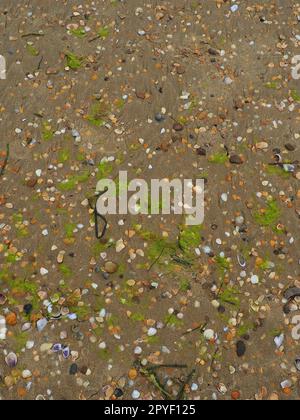 Hintergrund für Sand, Algen und Muscheln. Nasser grober Quarzsand. Strand nach starkem Regen. Naturbraunes Material nach einem Sturm. Lange grüne Algen werden vom Wasser aus dem Meer oder Ozean an die Küste geworfen. Stockfoto