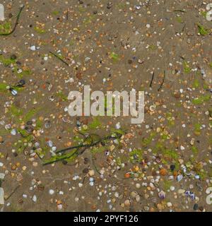 Hintergrund für Sand, Algen und Muscheln. Nasser grober Quarzsand. Strand nach starkem Regen. Naturbraunes Material nach einem Sturm. Lange grüne Algen werden vom Wasser aus dem Meer oder Ozean an die Küste geworfen. Stockfoto