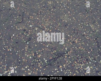 Hintergrund für Sand, Algen und Muscheln. Nasser grober Quarzsand. Strand nach starkem Regen. Naturbraunes Material nach einem Sturm. Lange grüne Algen werden vom Wasser aus dem Meer oder Ozean an die Küste geworfen. Stockfoto