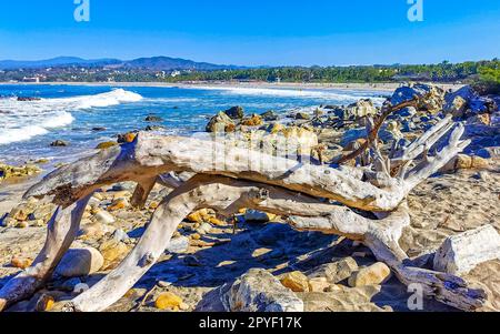 Wunderschöner pazifik Strand mit angespültem Baumstamm Holz Mexiko. Stockfoto