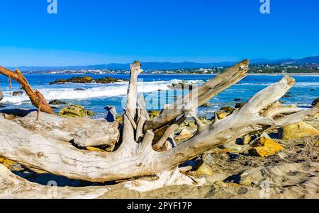 Wunderschöner pazifik Strand mit angespültem Baumstamm Holz Mexiko. Stockfoto