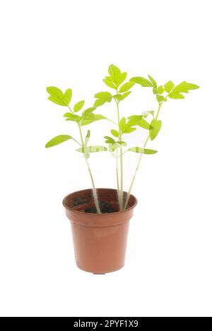 Tomatenkeimlinge in einem gegen Weiß isolierten Kunststofftopf Stockfoto