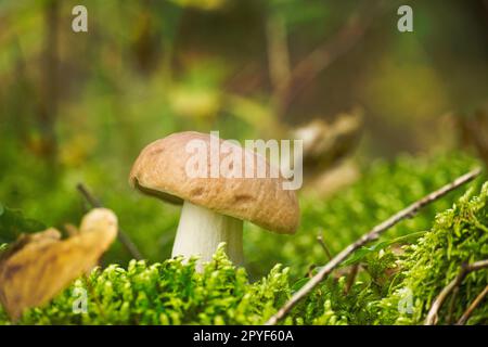 CEP- oder Boletus-Pilz, der auf üppig grünem Moos wächst Stockfoto