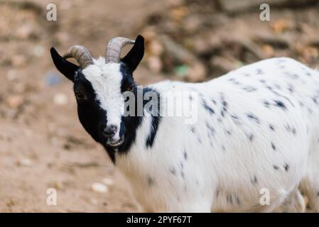 Die Mähne frisst Heu, das Tier im Zoo, die großen, abgerundeten Hörner eines Ramms. Stockfoto