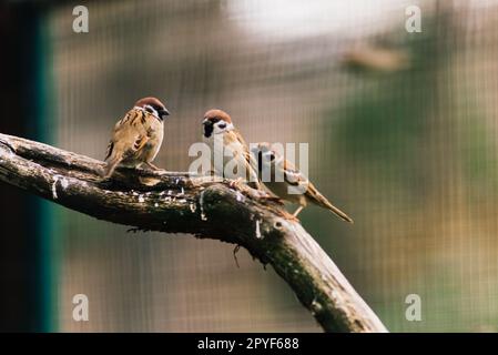 Nahaufnahme. Ein Spatz sitzt auf einem Ast. Spatzenvogel Stockfoto