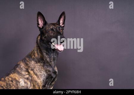 Holländischer Hirte im Studio mit schwarzem Hintergrund, der Porträt posiert Stockfoto
