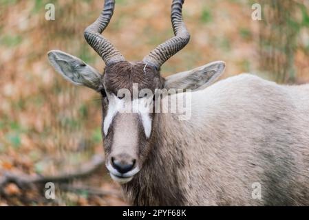 Die Mähne frisst Heu, das Tier im Zoo, die großen, abgerundeten Hörner eines Ramms. Stockfoto