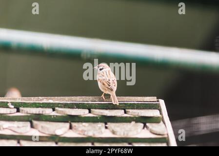 Nahaufnahme. Ein Spatz sitzt auf einem Ast. Spatzenvogel Stockfoto