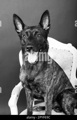Holländischer Hirte im Studio mit schwarzem Hintergrund, der Porträt posiert Stockfoto