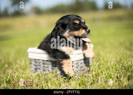 Welpen in einem Korb Stockfoto