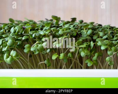 Verschlüsse von Brokkoli-Mikrogreens, die in einem Kunststofftablett wachsen Stockfoto