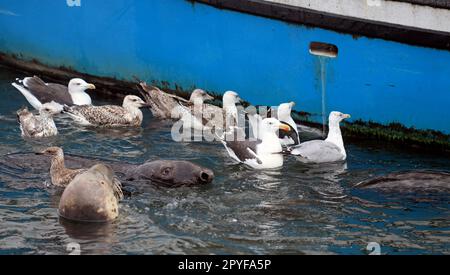 Eine Gruppe von Graurobben (Halichoerus grypus atlantica) und Möwen, die von einem Fischerboot in den Gewässern von Chatham Harbor, Chatham, MA um Reste betteln Stockfoto