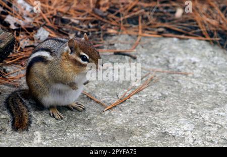 Nahaufnahme eines molligen Ostchipmunks (Tamias striatus) in sitzender Haltung Stockfoto