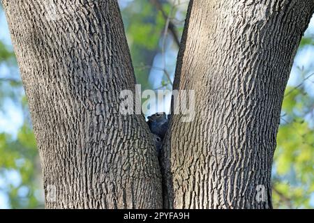 Ein Paar junge östliche graue Eichhörnchen (Sciurus carolinensis), die im Frühling in Neuengland aus einer symmetrischen Gabel in einem Ahornbaum herausgucken Stockfoto