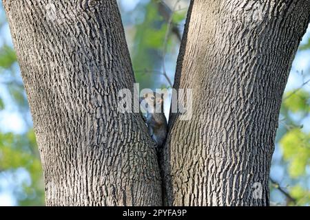 Ein juveniles östliches Eichhörnchen (Sciurus carolinensis), das aus einer symmetrischen Gabel eines Ahornbaums im Frühling in Neuengland hervorgegangen ist Stockfoto