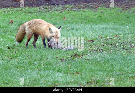 Ein Rotfuchs (Vulpes vulpes), der seine Beute ergreift, ein graues Eichhörnchen (Sciurus carolinensis), in seinem Maul Stockfoto