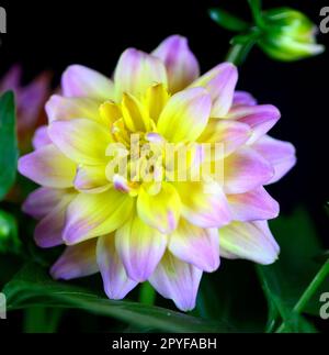 Nahaufnahme einer einzelnen Hypnotica Rose Bicolor Dahlia blüht vor schwarzem Hintergrund. Stockfoto