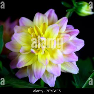 Nahaufnahme einer einzelnen Hypnotica Rose Bicolor Dahlia blüht vor schwarzem Hintergrund. Stockfoto