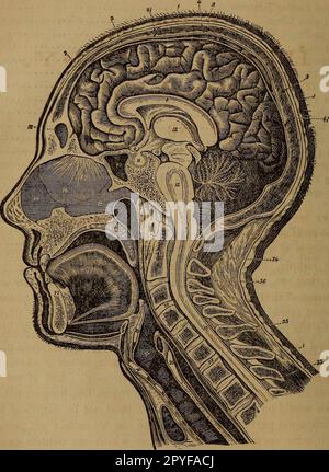 „Unser Hausarzt: Ein neuer und beliebter Leitfaden zur Kunst der Erhaltung der Gesundheit und der Behandlung von Krankheiten; mit einfachen Ratschlägen für alle medizinischen und chirurgischen Notfälle der Familie“ (1869) Stockfoto