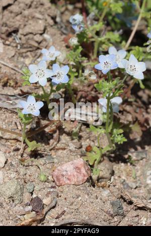 Baby Blue Eyes, Nemophila Menziesii, zeigt Frühlingsblüten in den Santa Monica Mountains, ein einheimisches Jahr mit einsamen Zymose-Blüten. Stockfoto