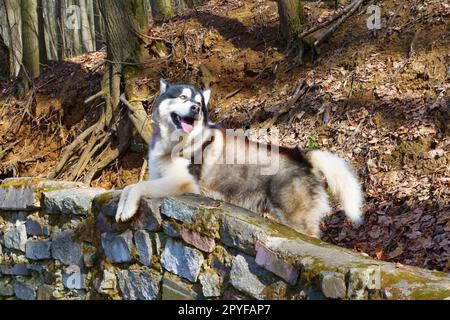 Alaska Malamute im Frühlingswald Stockfoto