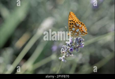 Schmetterling auf Blume Stockfoto