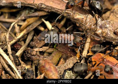 Aus nächster Nähe sehen Sie einen Ameisenhügel der roten Holzameise (Formica rufa), Makrofotografie, Insekten, Biodiversität, Natur Stockfoto