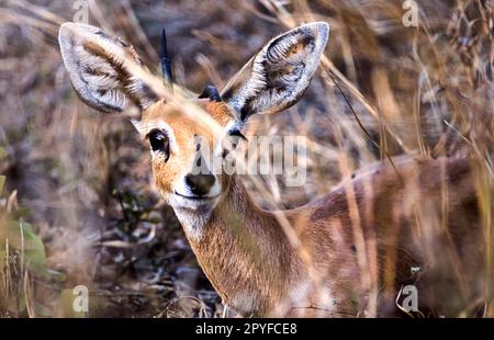 Steinböckchen Stockfoto