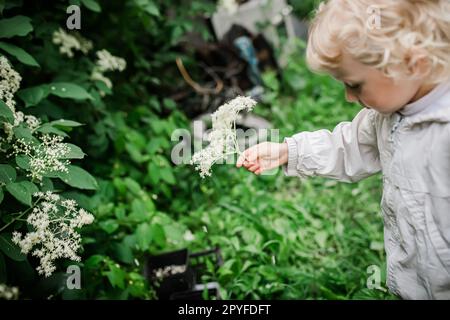 Die Hände eines Kindes, das im Sommer Holunderblüten aus Büschen pflückt. Sammlung von Zutaten für ein erfrischendes Getränk oder nicht traditionelle Arzneimittel Stockfoto