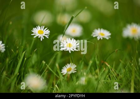 Wilde Gänseblümchen im Rasen. Gewöhnliche kleine Sonnenblumengötter im Rasen. Stockfoto