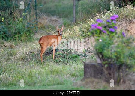 Rehe im Garten Stockfoto