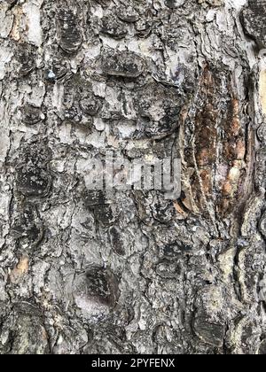 Birke, gebrochene Rinde eines alten Baumes Stockfoto