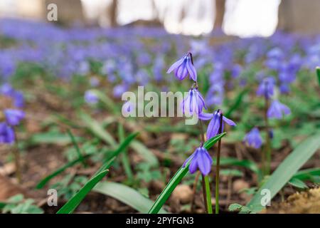 Nahaufnahme der Blütezeit der Primrose - Holzkissenschwalbe Scilla siberica, blühend Ende März - Anfang April Stockfoto