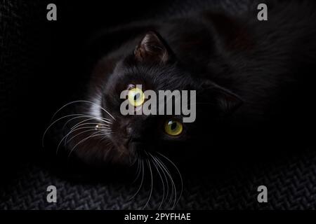 Schwarzes schottisches Faltkätzchen, Haustier. Stockfoto