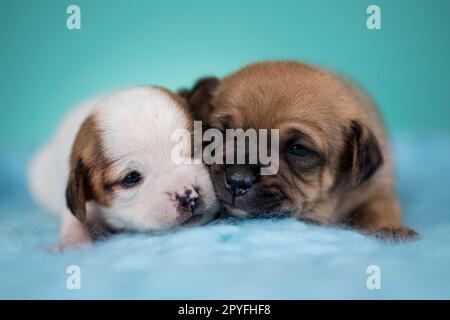 Schöne, glückliche Hundewelpen, ein Metallkorb Stockfoto