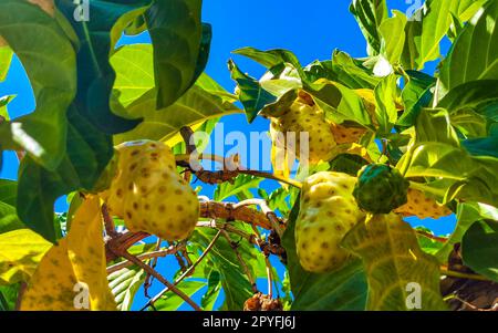 Noni Fruit Morinda citrifolia mit Blumen, die bei Ameisen aus Mexiko beliebt sind. Stockfoto